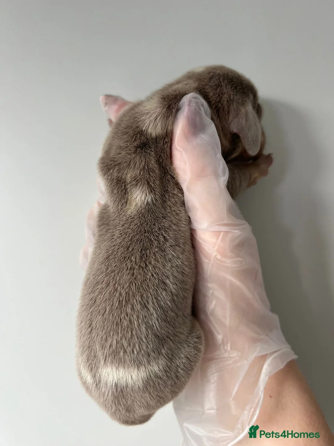 Miniature Dachshund dogs for sale: Beautiful KC Registered Minature Dachshunds  in Portsmouth - Advert 11