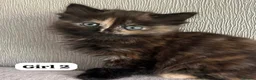 Mixed Breed cats for sale: Beautiful Ragdoll x kittens for sale  - Advert 22