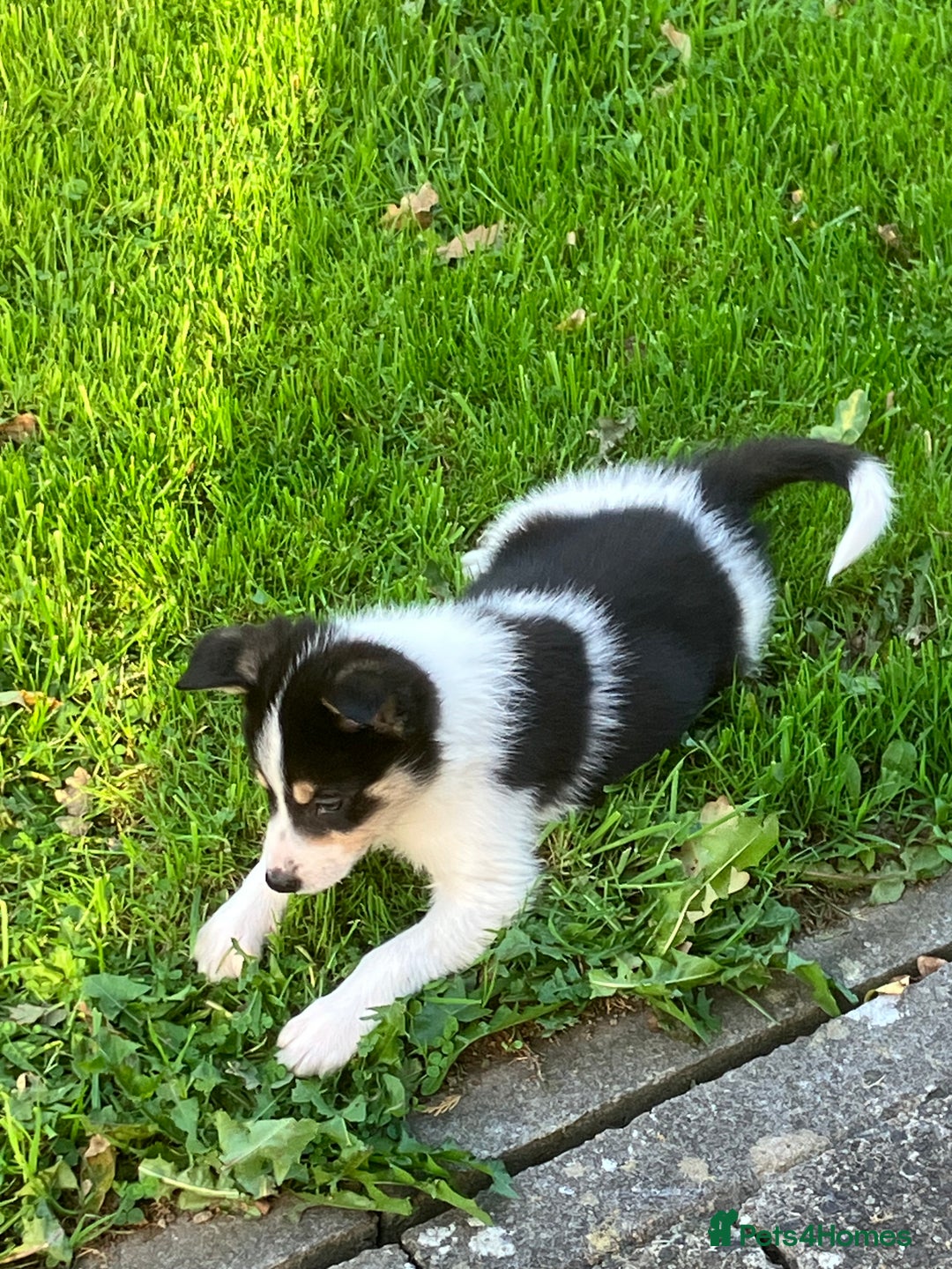 Border Collie dogs for sale: Border Collie puppies for sale  - Image 6