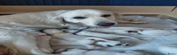 Golden Retriever dogs for sale: Golden retriever puppies, KC reg, last boy!!!! - Advert 17