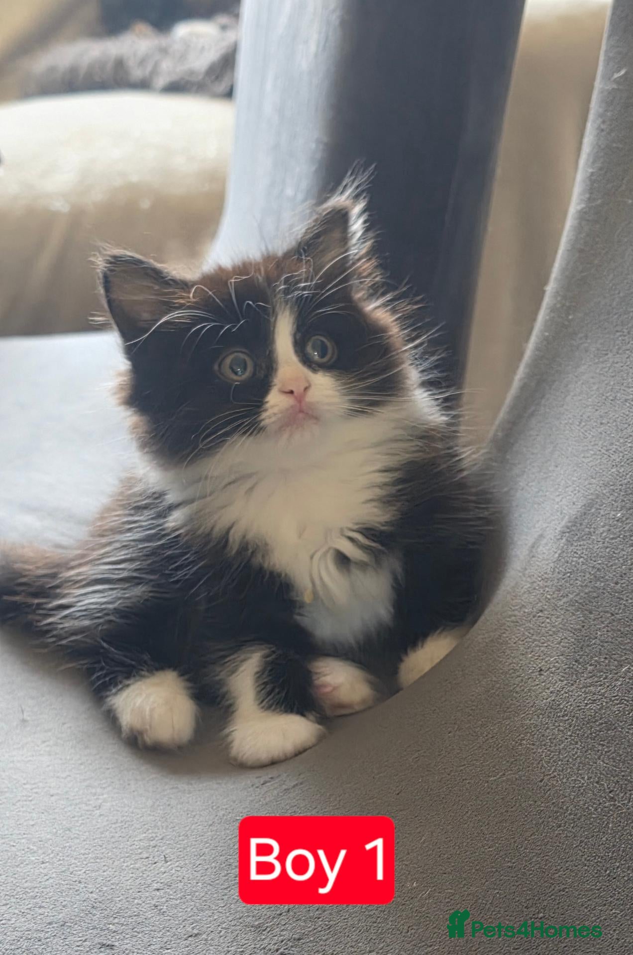 Mixed Breed cats 2 girls and Boy number 1 left.  - Advert 1