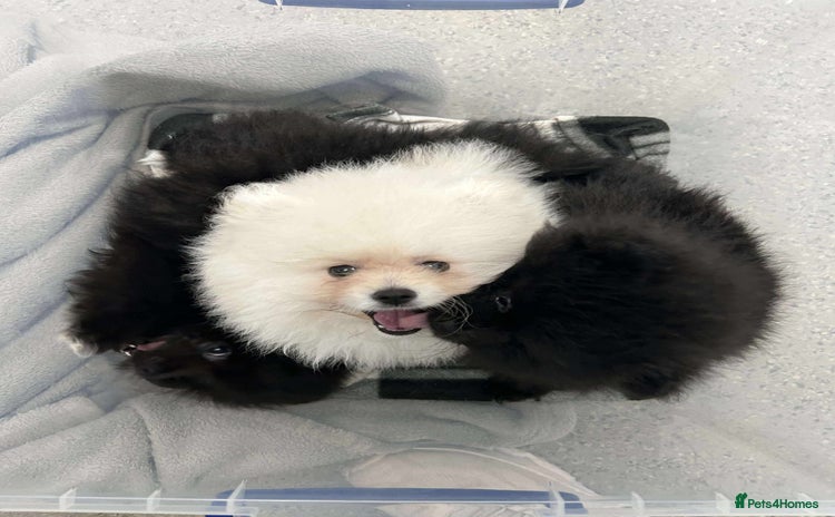 Pomeranian dogs - Advert 3
