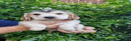 Cocker Spaniel dogs for sale: Kc show type puppies  - Advert 4