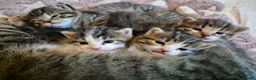 Mixed Breed cats for sale: Stunning Mixed breed kittens for sale! - Advert 1
