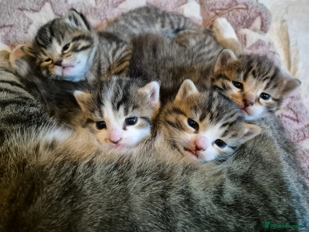 Mixed Breed cats for sale: Stunning Mixed breed kittens for sale! - Advert 1