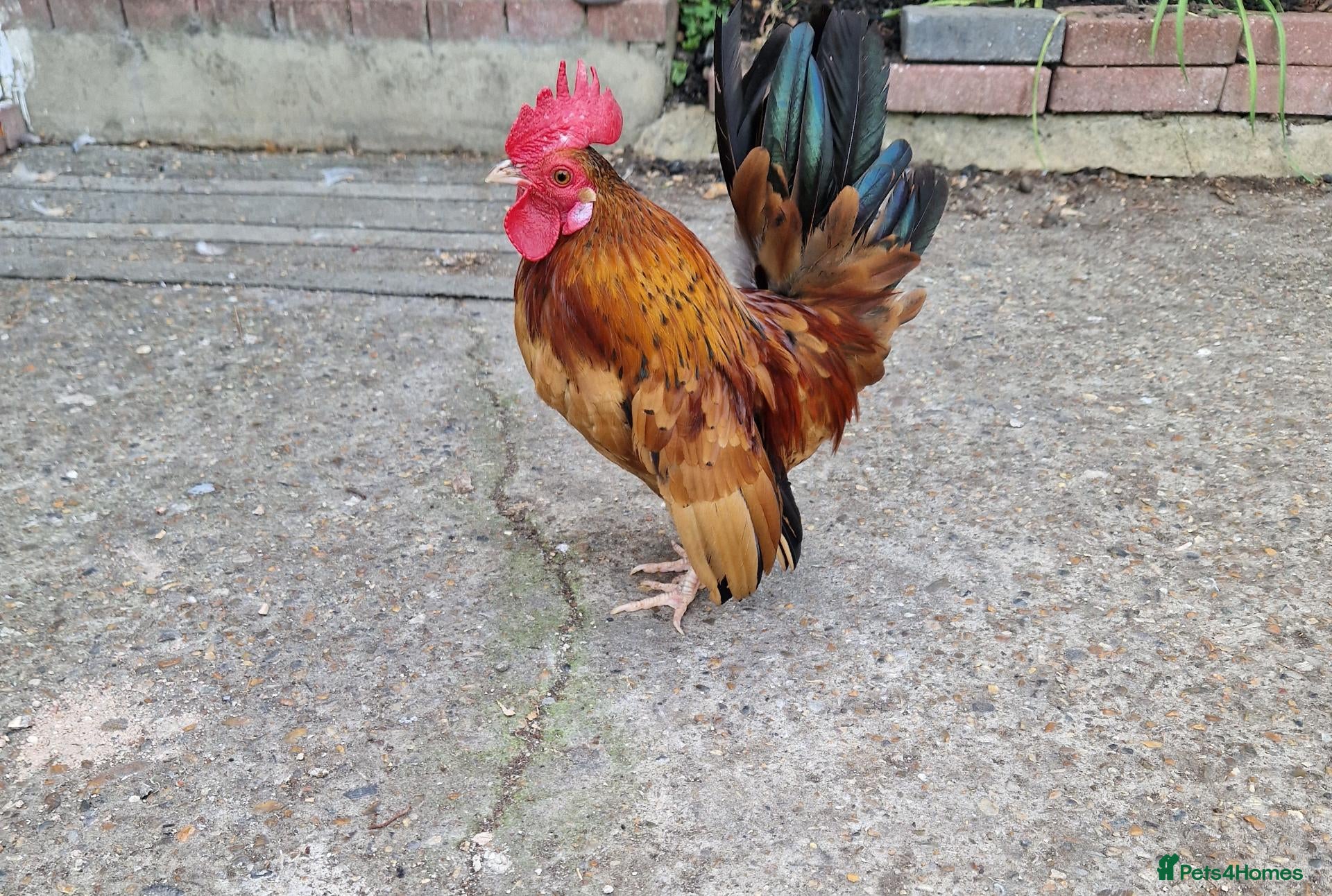 Chickens poultry Malaysian serama pair - Advert 15