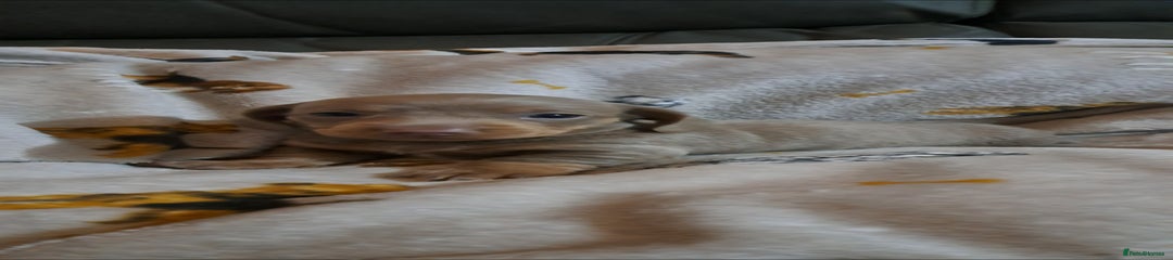 Miniature Dachshund Puppy 3