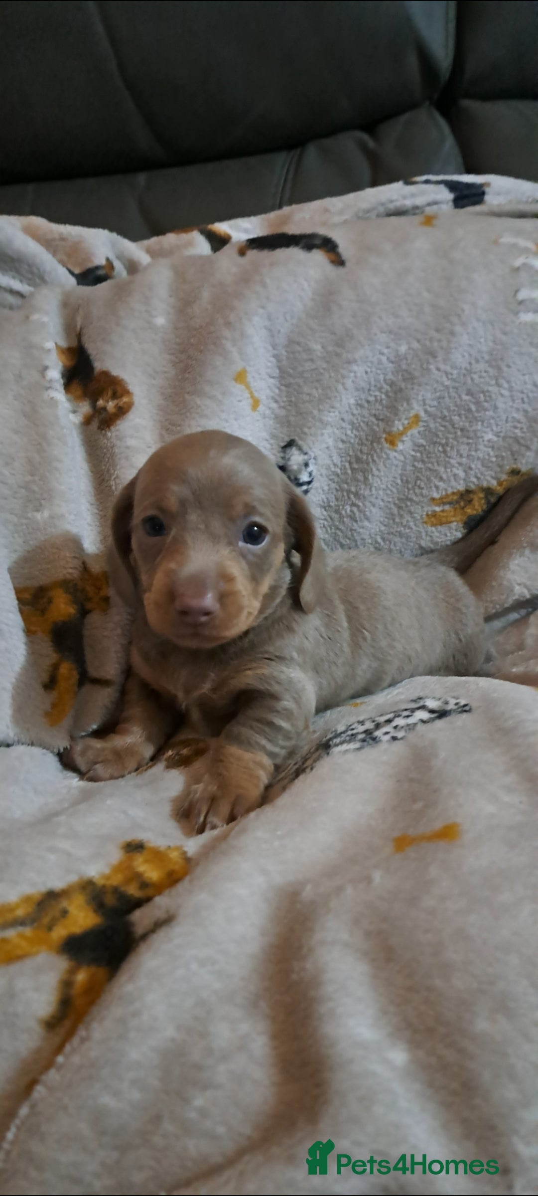 Miniature Dachshund dogs for sale: Stunning Miniature dachshund puppies  - Advert 8
