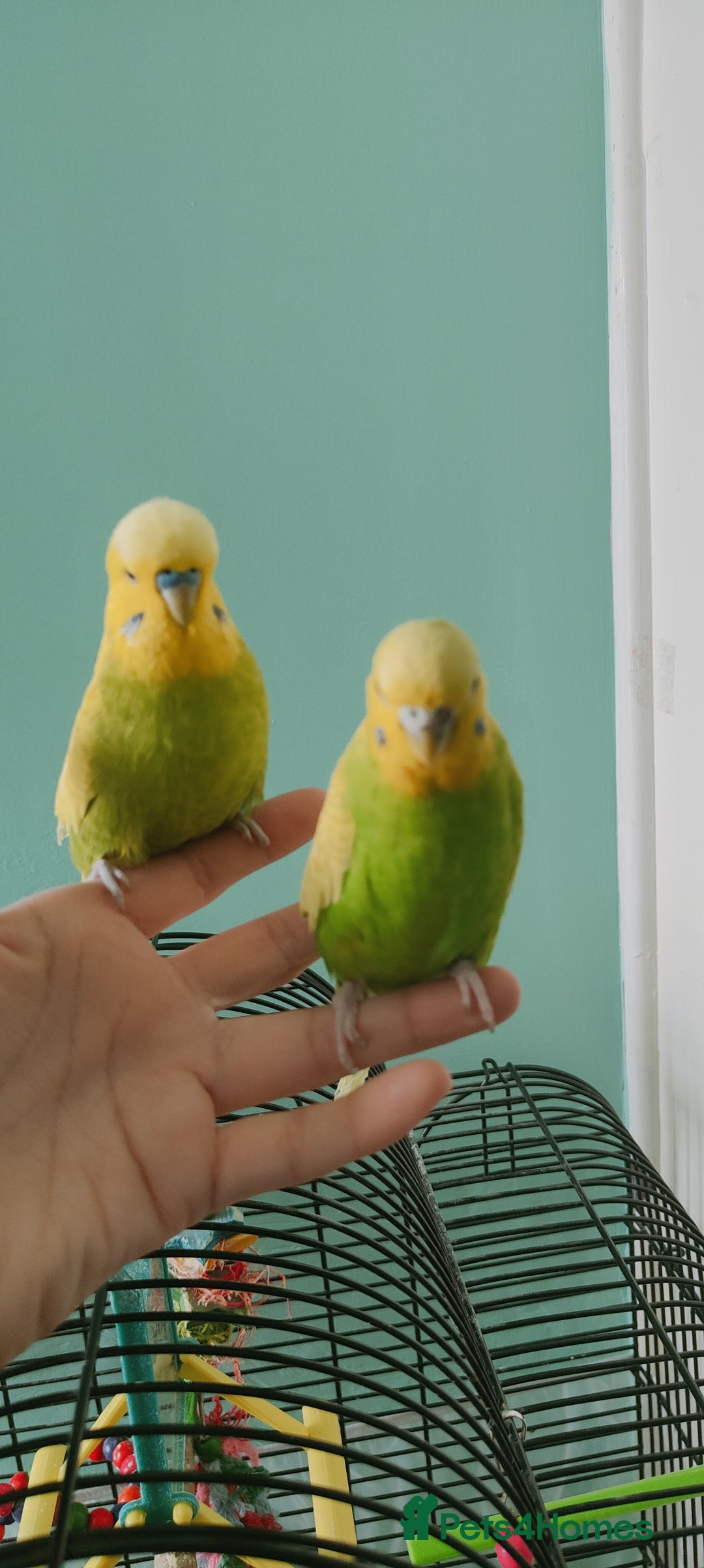 Budgerigars birds for sale: Budgies  - Image 1