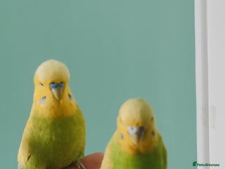 Budgerigars birds - Advert 21