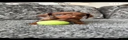 Dachshund dogs for sale: Miniature Dachshund - Advert 16