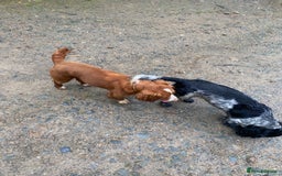 Cocker Spaniel dogs for sale: Beautiful cocker spaniel puppies  - Image 15