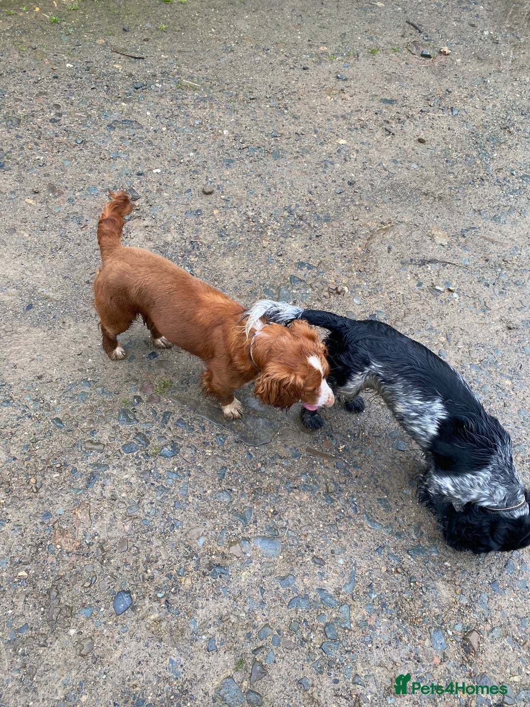 Cocker Spaniel dogs for sale: Beautiful cocker spaniel puppies  - Image 15