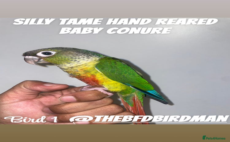 Conures birds - Advert 1