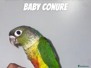 Conures birds - Advert 4
