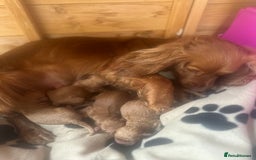 Cockapoo dogs for sale: OUTSTANDING Red Cockapoo Puppies  - Image 17