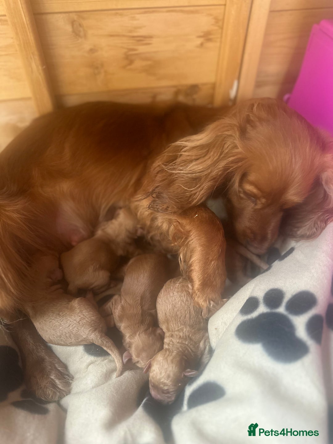 Cockapoo dogs for sale: OUTSTANDING Red Cockapoo Puppies  - Image 17