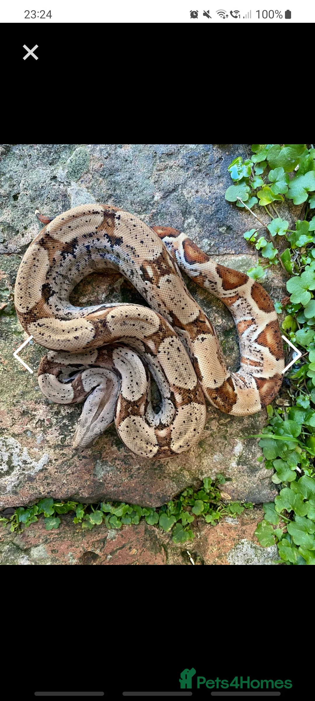 Boa Snake reptiles for sale: Various boa constrictor for sale - Advert 3