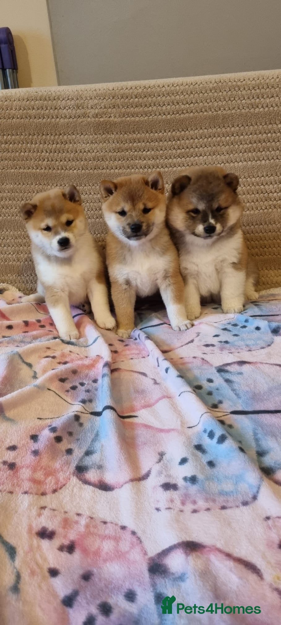 Japanese Shiba Inu dogs Beautiful Japanese Shiba Inu Puppies - Advert 4