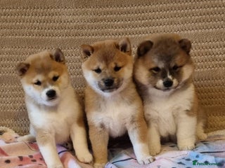 Japanese Shiba Inu dogs - Advert 1