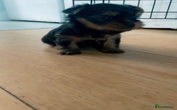 Yorkshire Terrier dogs for sale: Mini yorkshire terrier - Image 8