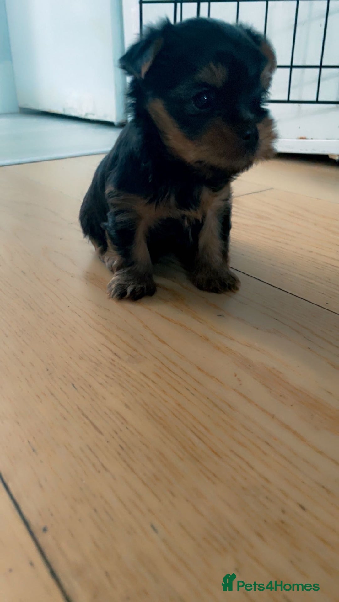 Yorkshire Terrier dogs for sale: Mini yorkshire terrier - Image 8