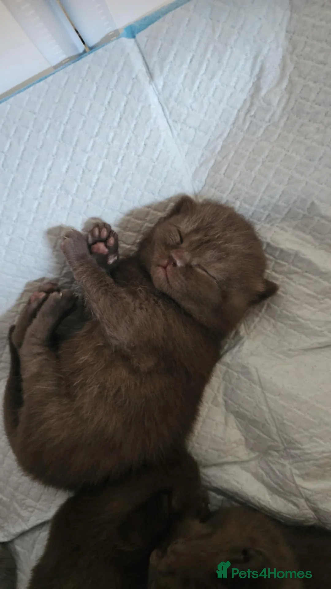 British Shorthair cats for sale: ✨ Stunning British Shorthair Kittens Available ✨ - Advert 9