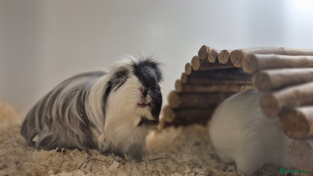 Guinea Pig rodents for sale: Bonded pair of boys - Image 5