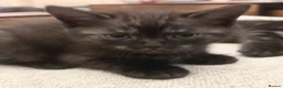 Scottish Fold cats for sale: Ragdoll x Scottish Fold - litter of 4!  - Advert 25