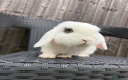 Mini Lop rabbits for sale: Mini lop - Image 2