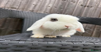 Mini Lop rabbits - Advert 6