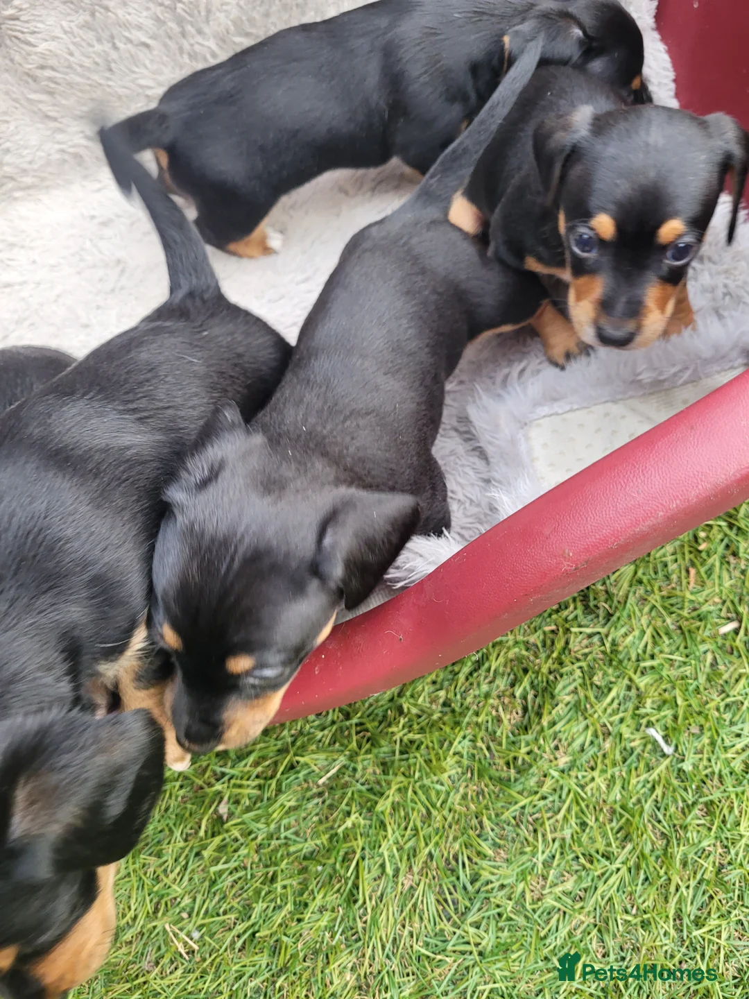 Jackshund dogs for sale: Dachy -Jacks - Advert 2