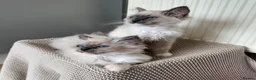 Ragdoll cats for sale: Purebred champion blood line ragdolls - Advert 5