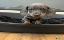 Miniature Dachshund dogs for sale: Perfecf kc true miniature dachshunds - Image 28