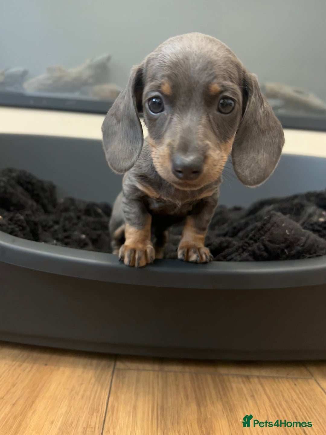 Miniature Dachshund dogs for sale: Perfecf kc true miniature dachshunds - Image 28