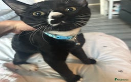 Mixed Breed cats for sale: Mixed breed male cat  - Image 1