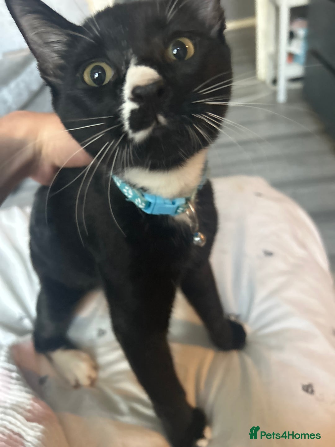 Mixed Breed cats for sale: Mixed breed male cat  - Image 1