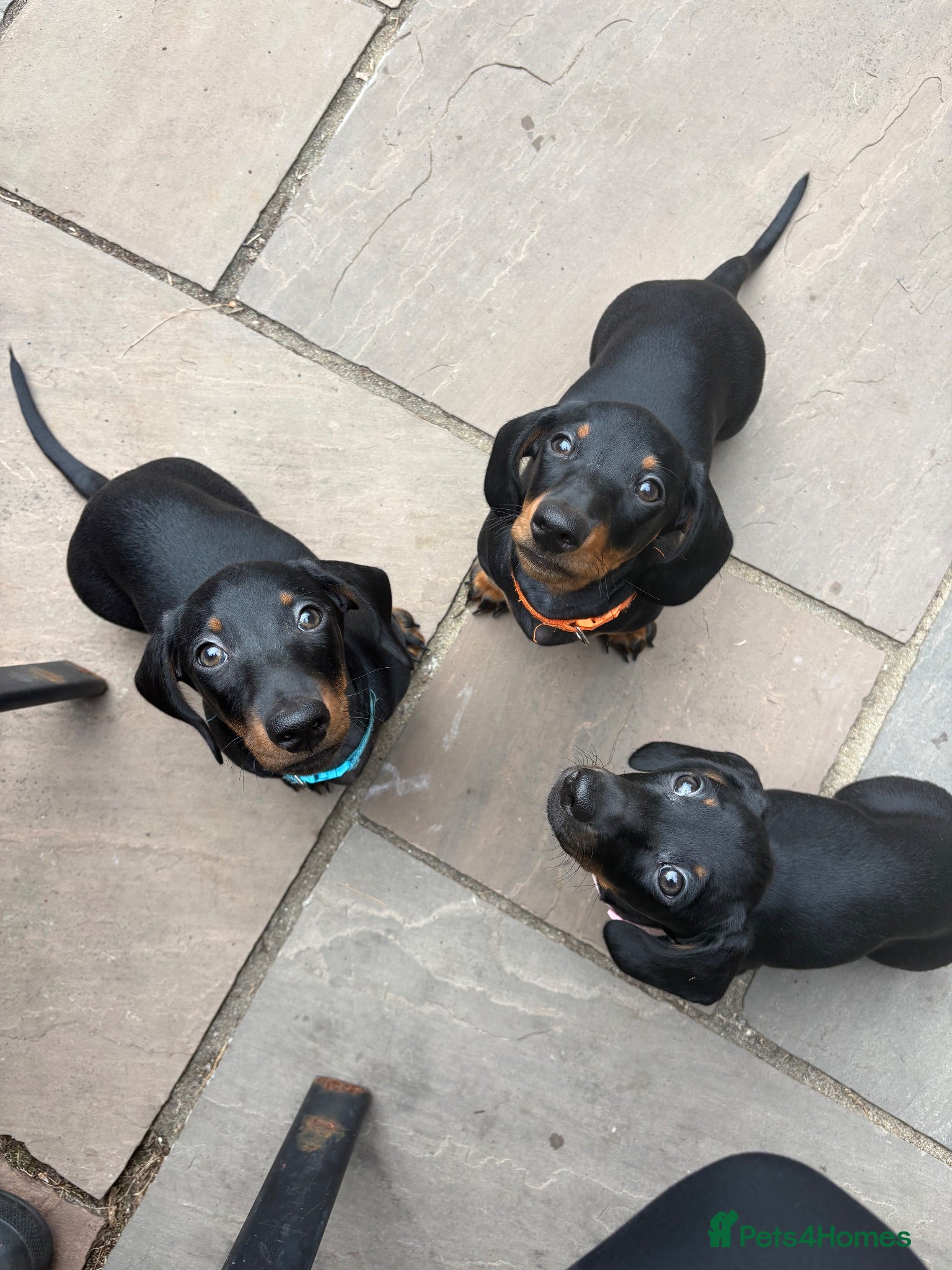 Miniature Dachshund dogs Black and tan miniature dachshund puppies   - Advert 6