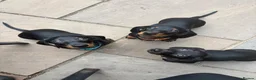 Miniature Dachshund dogs for sale: Black and tan miniature dachshund puppies   - Advert 1