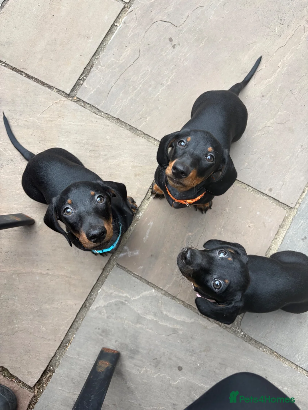 Miniature Dachshund dogs for sale: Black and tan miniature dachshund puppies   - Advert 1