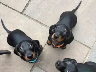 Miniature Dachshund dogs Black and tan miniature dachshund puppies - Advert 6