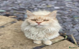 Maine Coon cats for sale: Maine Coon cat needs new home - Image 2