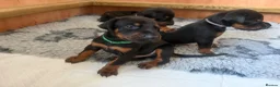 Dobermann dogs for sale: 2 girls left ❤️ Doberman Puppies - Advert 12