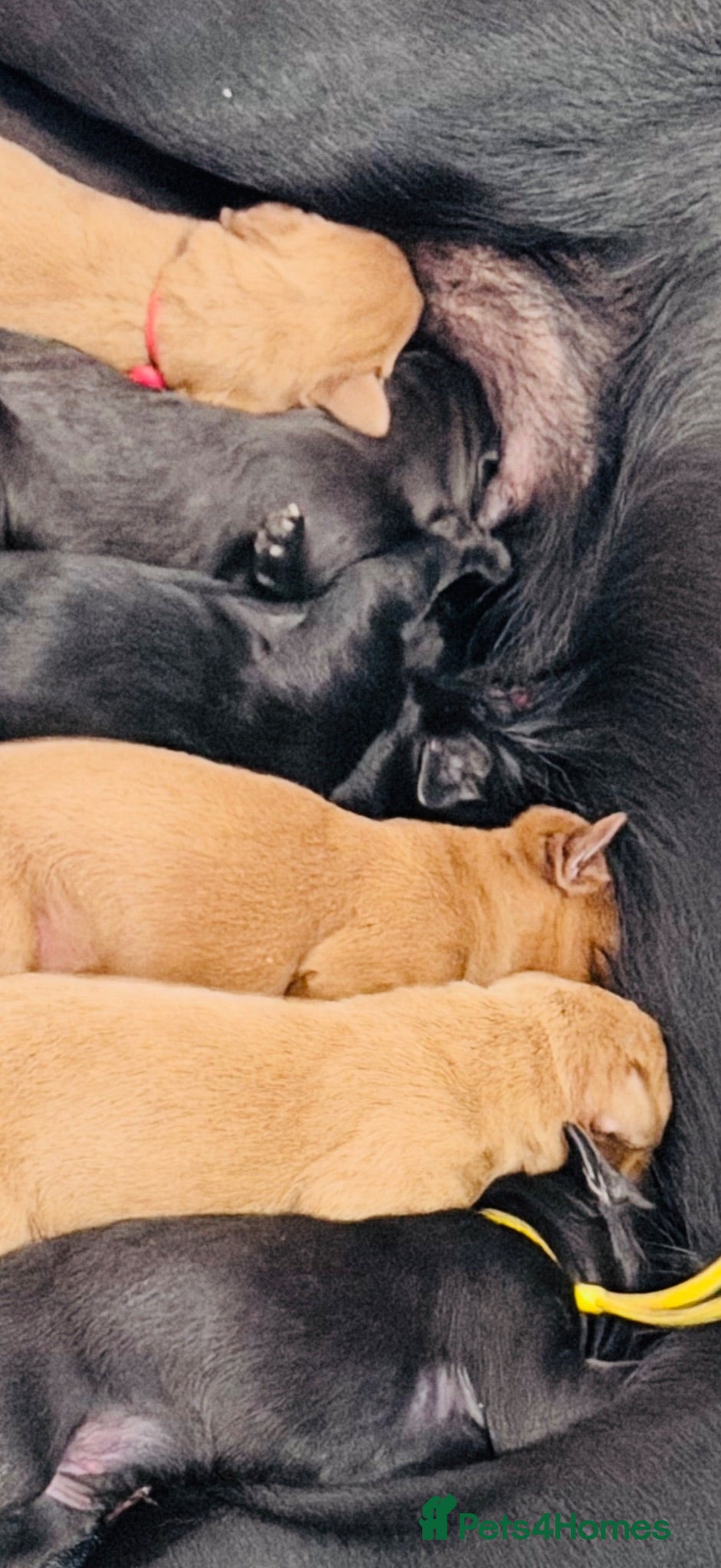 Labrador Retriever dogs Exceptional fully health tested Dark Red & Black  - Advert 2