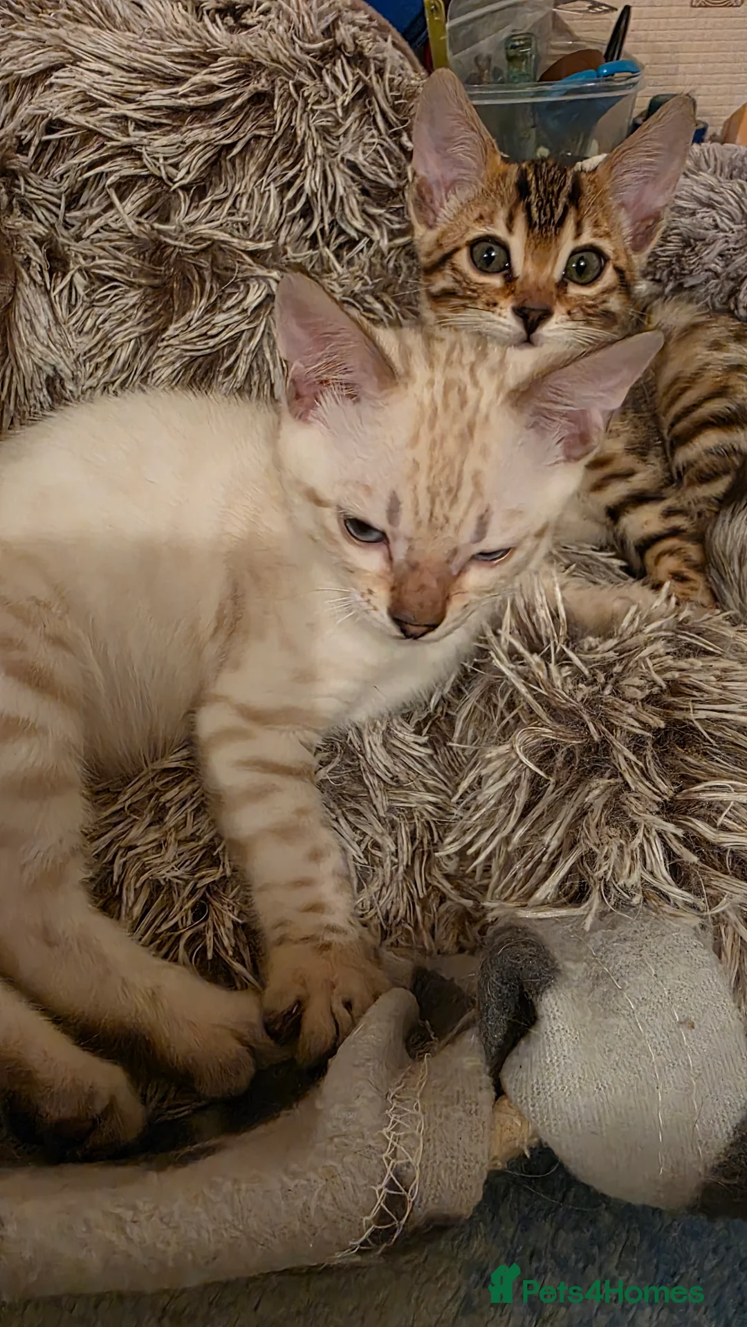 Bengal cats for sale: Beautiful 🐾 5 BENGALPARADISE 🐾 Kittens - Advert 12