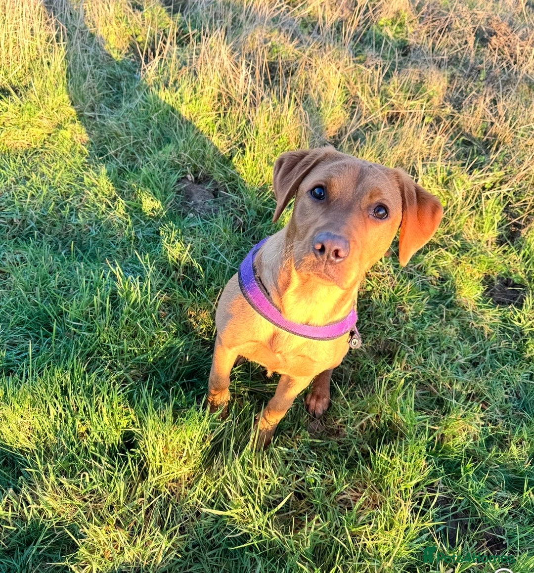 Labrador Retriever dogs for sale: Beautiful fox red lab 18 months old - Advert 2