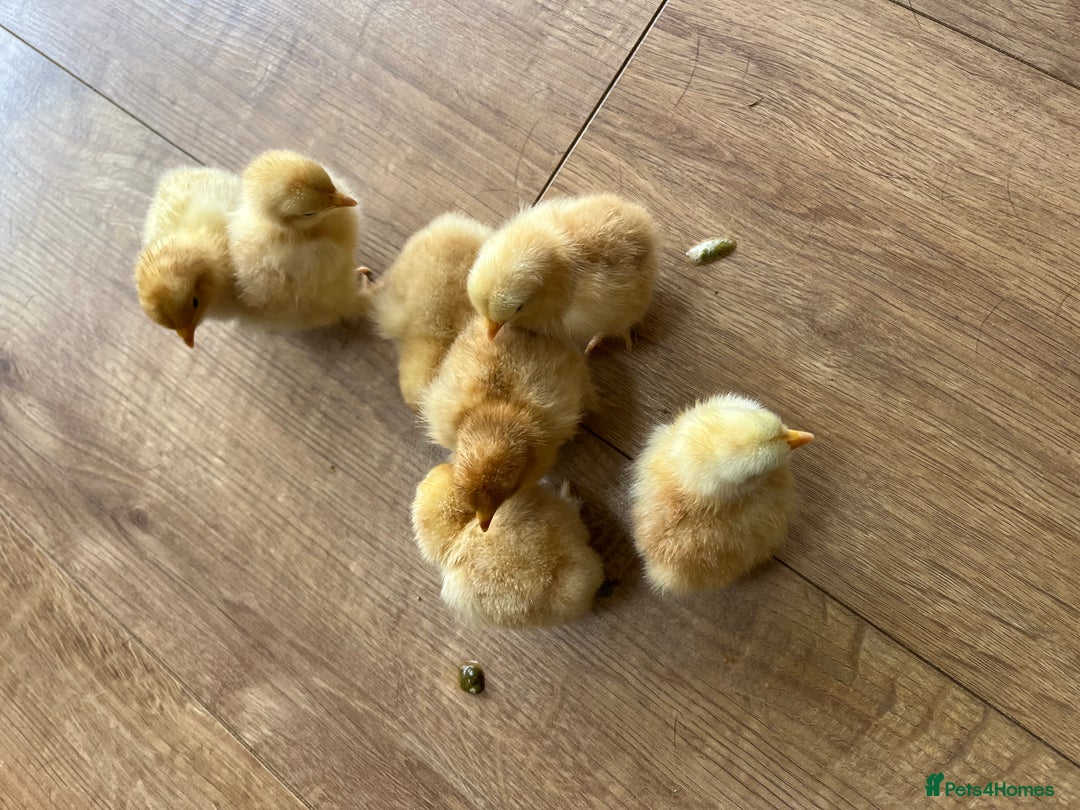 Chickens poultry for sale: 💕Pekin chicks last hatch of the year💕 - Image 2