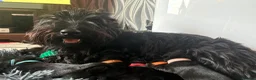 Scottish Terrier dogs for sale: 3 Beautiful KC Registered Scottish Terrier Males🐾 in Stone - Advert 23