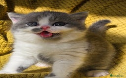 British Shorthair cats for sale: ONE GIRL LEFT GCCF reg BSH kittens - Image 8