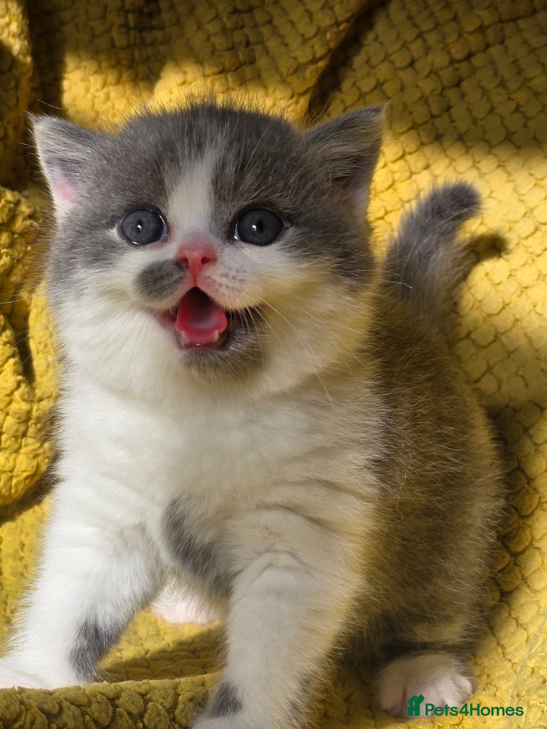 British Shorthair cats for sale: ONE GIRL LEFT GCCF reg BSH kittens - Image 8